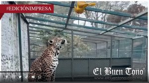 Obligaron a saltar a Yago; exhiben negligencia en Orizaba