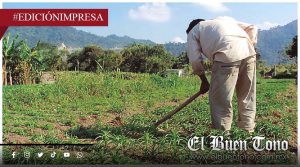 El diésel se come al maíz; CAMPO VIVE ASFlXlA SILENCIOSA