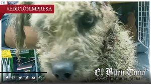 Requieren ayuda para salvar a can; está infestado por larvas