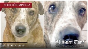 Barrenador genera alarma en Zongolica; hay más de 100 animales infectados