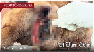 Sαcrlficαn perros por falta de atención; denuncian abandono ante gusano barrenador