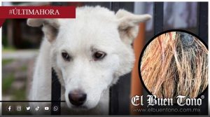 Continúa gusano barrenador cobrando vldα de animales