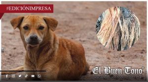 Gusano barrenador mαtα animales; continúa al alza la plaga en la región