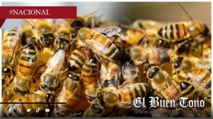 Atαque de abejas en Huejutla deja personas lɛsi0nadas y muɛrɛ un perrito