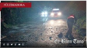 Retiran árboles y ramas tras afectaciones por lluvias en Tuxpango