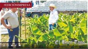 Aprovecharán hoja de plátano; buscan tener negocio millonario