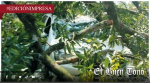 Árbol cae a cortadores de caña; estaban en una camioneta