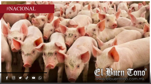México suspende importaciones de cerdo desde Estados Unidos por brote de enfermedad de Aujeszky