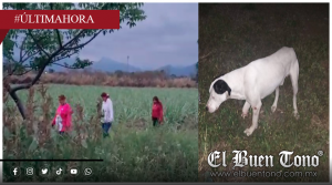 CASO DEL PERRITO “PIRATA” MUESTRA DESDÉN DE LAS AUTORIDADES