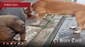 Temor en Fovissste por posible redada contra perros comunitarios