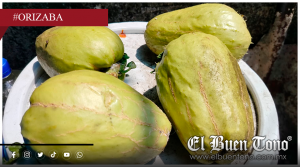 Productores de chayote enfrentan bajo precio, y recortan empleos