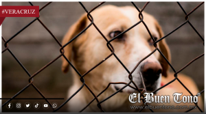 Diputados de Veracruz proponen hasta 6 años de cárcel por maltrato animal