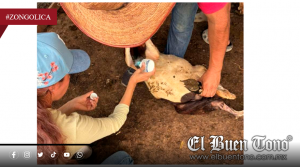 Emergencia sanitaria en la sierra por avance de gusano barrenador
