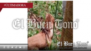 Rescatan a canino que cayó en un socavón en Petlacala