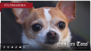 14 de mayo: El día del chihuahua, el perro más pequeño y famoso de México