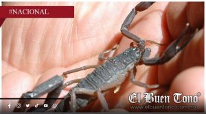 Calor aumenta presencia de alacranes; así puedes evitar que entren a tu casa
