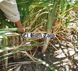 Amenaza pone en jaque la zafra veracruzana: hongos, plagas y sequía asedian los cañaverales