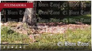 Nogales, la fosa clandestina de la desidia: pollos muєrt0s pudren el Paseo de los Ahuehuetes bajo el silencio cómplice de las autoridades