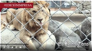 Opacidad ante el sufrimiento; Orizaba oculta a león