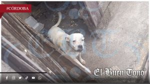 Perrita vive 4 años en encierro y abandono en San Pedro; autoridades no intervienen