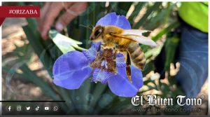No cortar flores también es salvar abejas: Llaman a proteger polinizadores en primavera