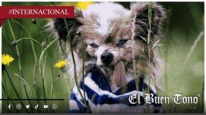Muere Lazare, el perrito que vivió más de 30 años