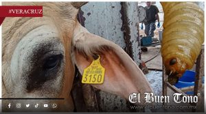Gusano barrenador avanza sin control; Veracruz entre los estados bajo mayor riesgo ganadero