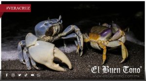 Modifican veda del cangrejo azul en Veracruz para reforzar su protección
