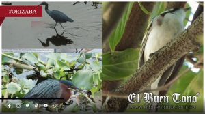 Celebran Día de las Aves con registro de 28 especies en el Humedal Chirimoyo