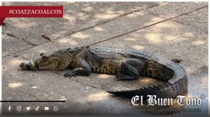 Capturan cocodrilo de 2 metros a un costado de la carretera a Las Barrillas