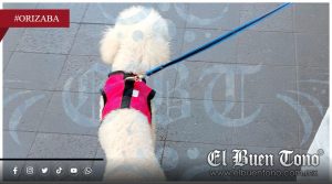 Médico veterinario emite cuidados ante temporada de altas temperaturas
