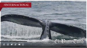 Ballena “Timmy” vuelve al mar tras semanas de rescate en Alemania