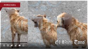 VIDEO|Orizaba presume imagen turística, mientras perros agonizan entre larvas en calles de Tlachichilco