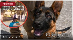 VIDEO|Indigna @gres¡ón de presunto ‘entrenador’ en Metepec: Persisten @busos y omisiones en casos de m@ltrato animal
