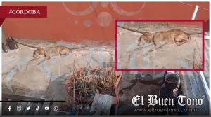 VIDEO|Centro de Salud Animal de Córdoba omite por tercera vez caso de abandono animal
