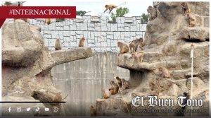 Detienen a dos extranjeros tras irrumpir en área del macaco “Punch” en zoológico de Ichikawa