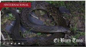 Descubren en China una nueva serpiente con un curioso método de defensa