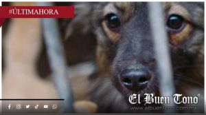 Hasta 6 años de cárcel por maltrato animal en iniciativa en Veracruz