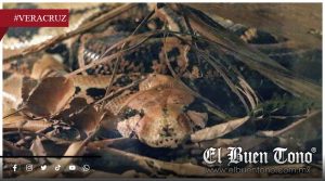 Veracruz lidera casos de mordedura de serpiente en México; zonas rurales, las más vulnerables