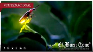 Cada vez hay menos luciérnagas: El brillo que se apaga en la naturaleza