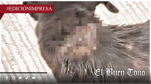 El barrenador crece en la zona; afecta a Fortín, Tequila y Zongolica