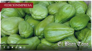 Productores de chayote en crisis; enfrentan bajo precio, y recortan empleos