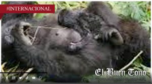 ¡Nace nuevo gorila en Virunga! La familia Bageni ya tiene 60 integrantes