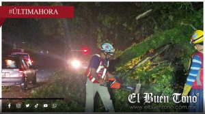 Vientos fuertes derriban árboles y bloquean carreteras en la región