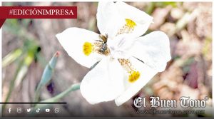 Llaman a proteger a polinizadores; crean santuarios para las abejas