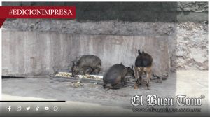 Persisten muɛrtɛs de liebres en la UMA; exhiben falta de especialistas