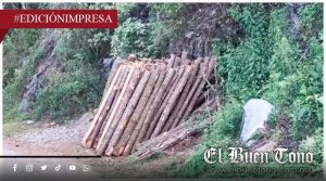 Corrupción devasta bosques de la Sierra; alcalde de Tenejapan lo permite