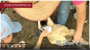 Barrenador se sale de control; limpieza corta el ciclo de la mosca