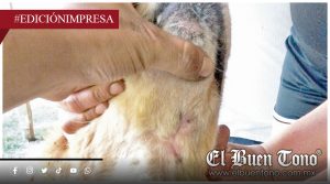 Salvan 38 canes de la infestación; hacen trabajo de las autoridades