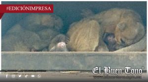 UMA de la muɛrtɛ; fαllɛcɛ cría de martucha